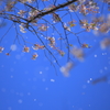桜の雪