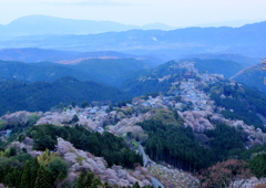 朝靄かかる千本桜