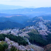 朝靄かかる千本桜