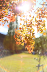 定光寺　紅葉