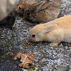  大久野島　うさぎ