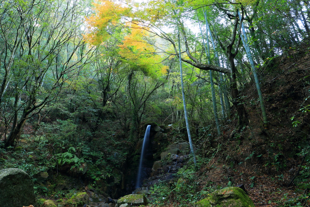 岩屋堂　紅葉