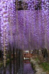 藤の雨