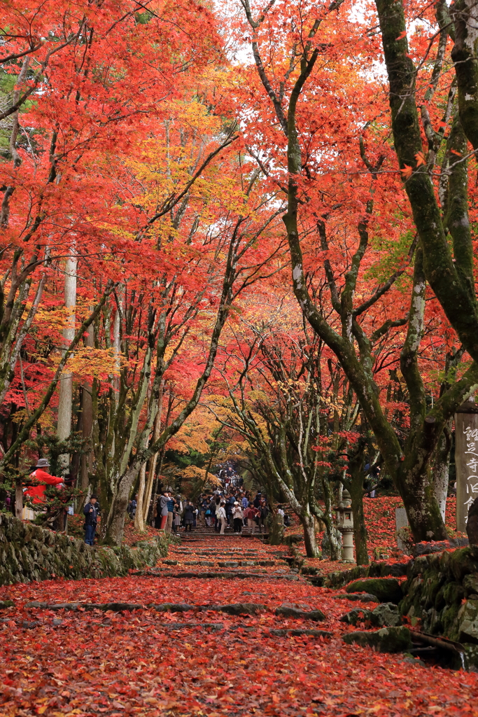 鶏足寺1