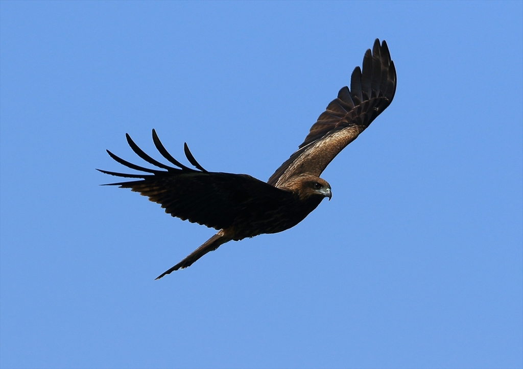 鳶