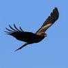鳶