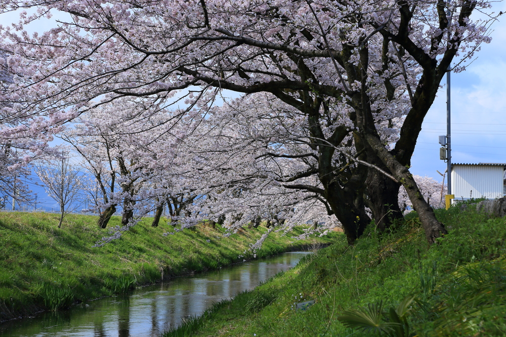 満開の川辺