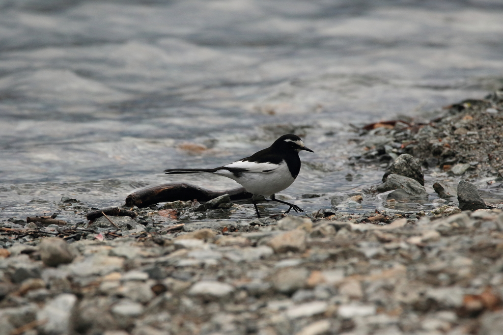 上高地野鳥探索(ハクセキレイ)