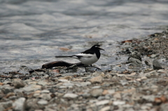 上高地野鳥探索(ハクセキレイ)