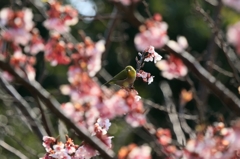 河津桜とメジロ