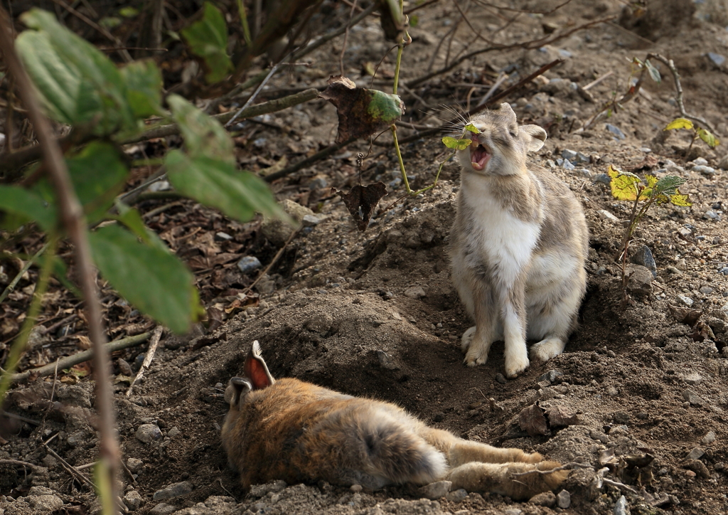  大久野島　うさぎ
