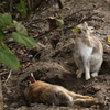  大久野島　うさぎ