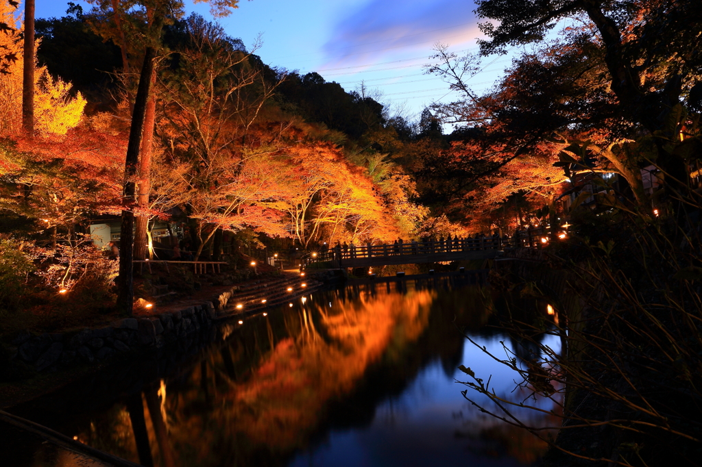 岩屋堂　紅葉　ライトアップ