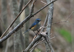 上高地野鳥探索(ルリビタキ)