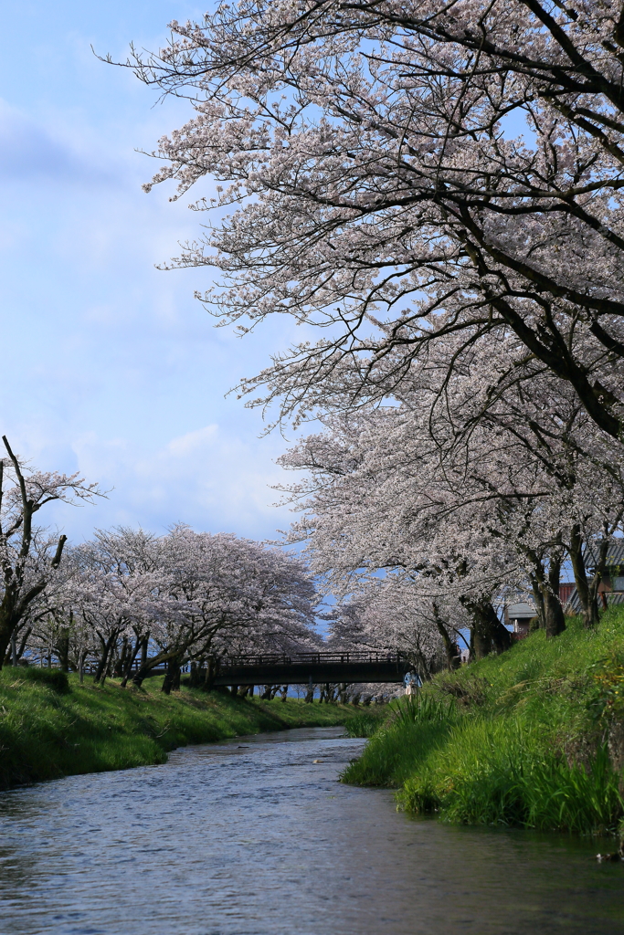 満開の川辺Ⅱ