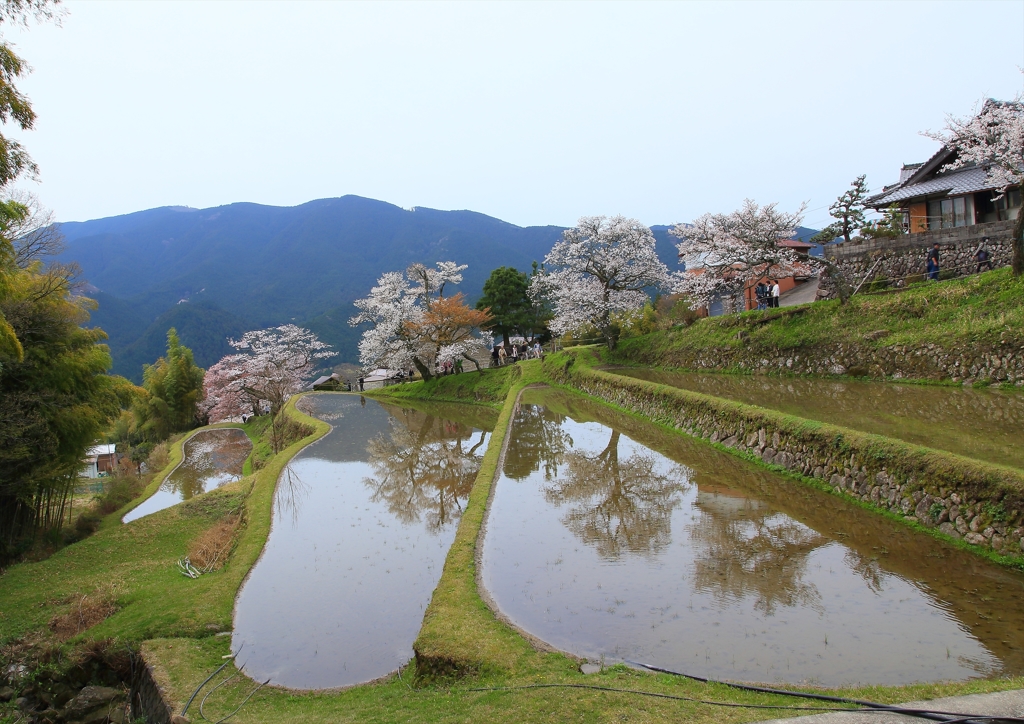 里山の春