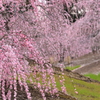 春雨