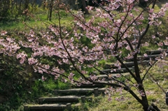 河津桜