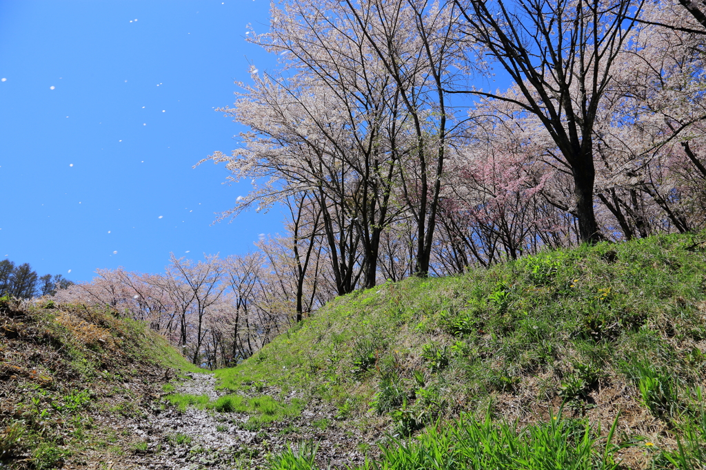 桜吹雪