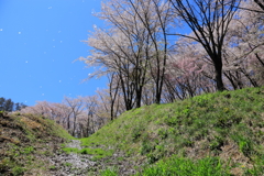 桜吹雪