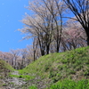 桜吹雪