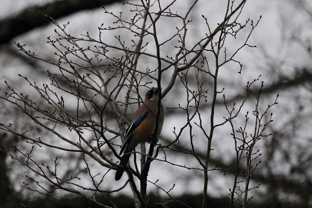上高地野鳥探索(カケス)