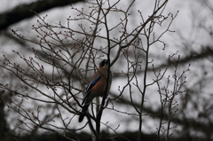 上高地野鳥探索(カケス)
