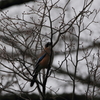 上高地野鳥探索(カケス)