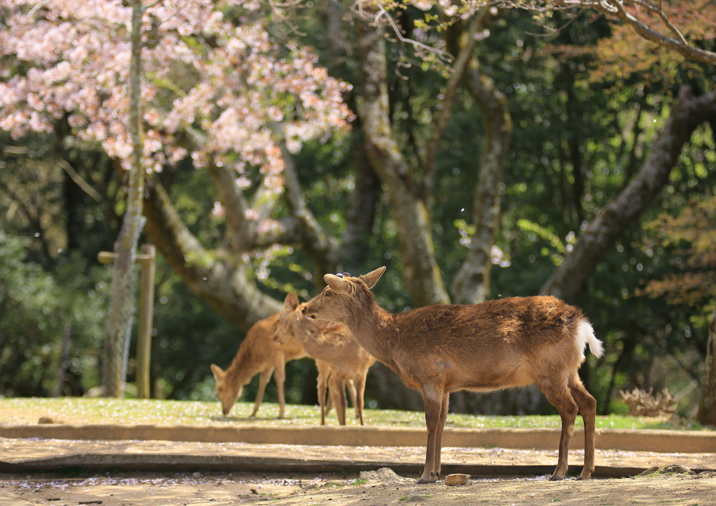 柵のない世界