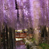 藤の雨3