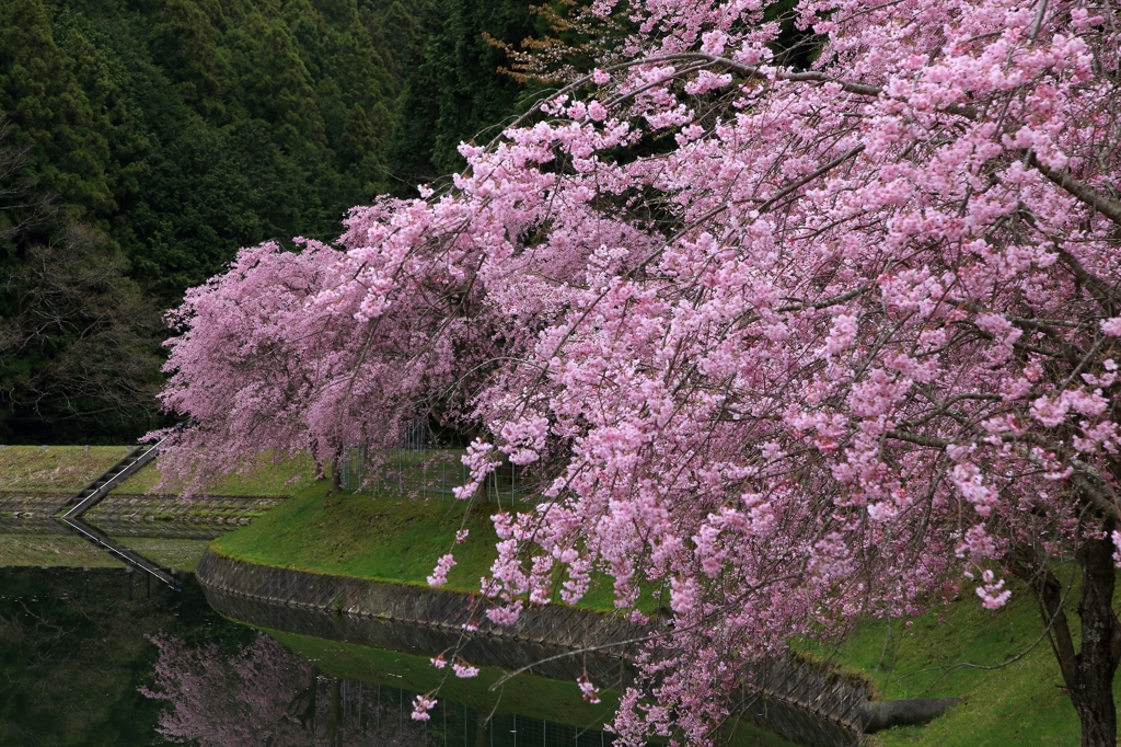 里山の春