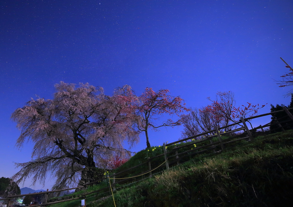 星桜