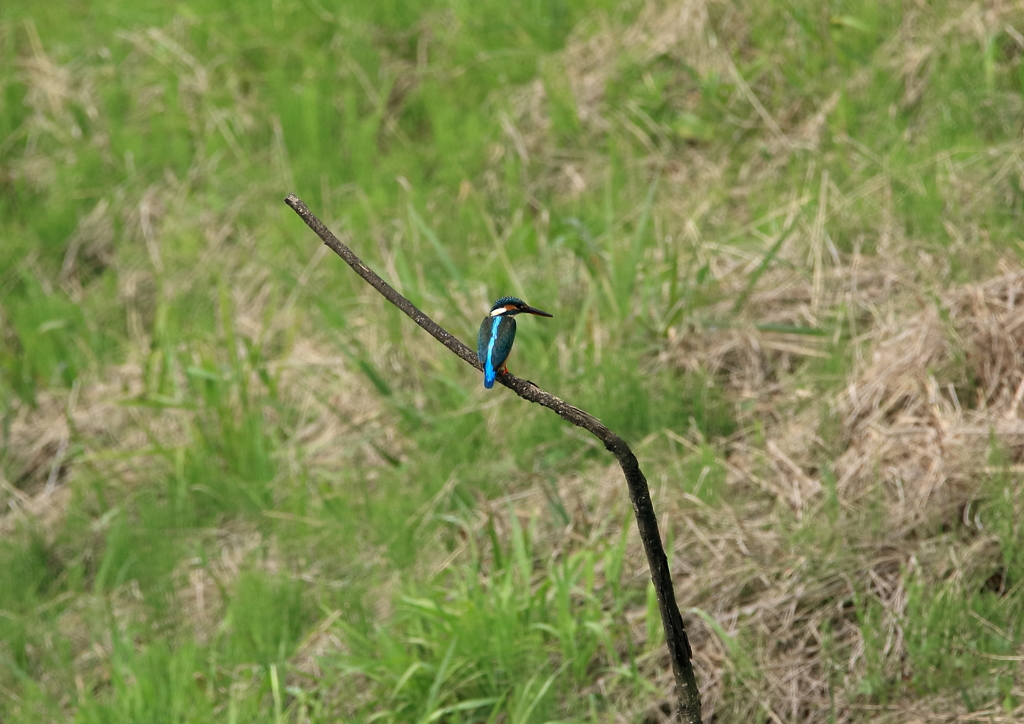 新レンズ初実戦
