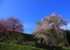 晴天と古桜