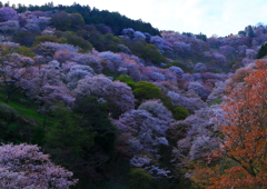 桜の壁