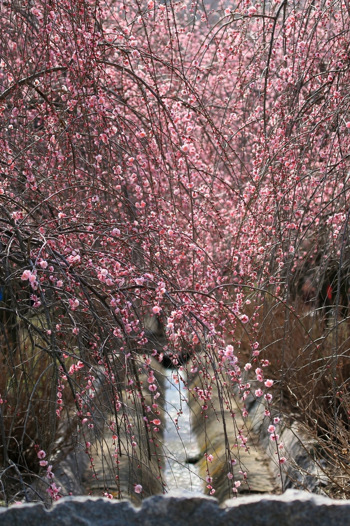 しだれ梅