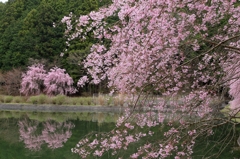 里山の春