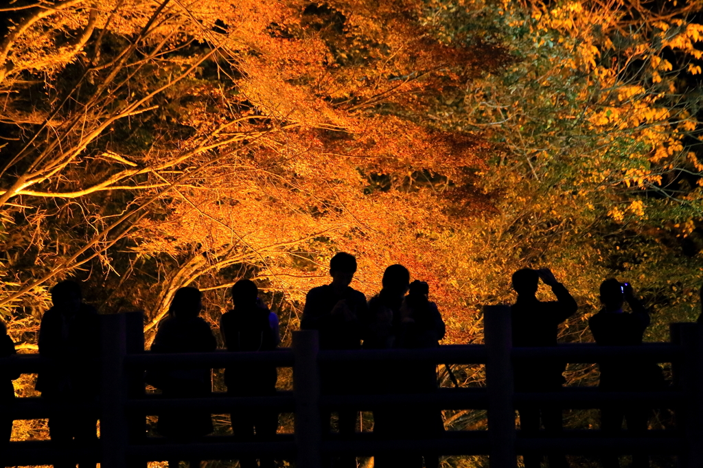 岩屋堂　紅葉　ライトアップ