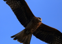 初野鳥撮り！