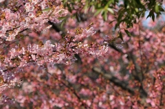 河津桜