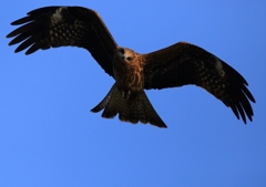 初野鳥撮り！