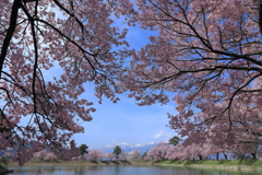 桜の額縁