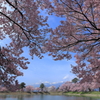 桜の額縁