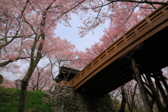 桜アーチ