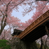 桜アーチ