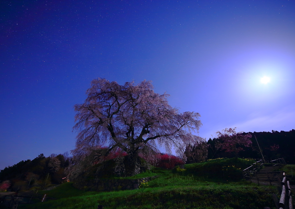 月夜の桜