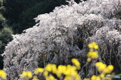 黄色の奥には