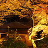 紅葉、香嵐渓、夜景