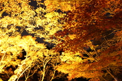 image紅葉、香嵐渓、夜景