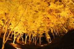 紅葉、香嵐渓、夜景